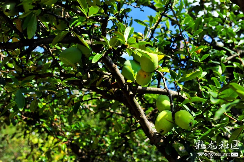 木瓜成熟的季节
