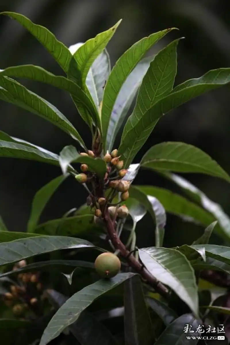 水果花系列之六十一蛋黄果花