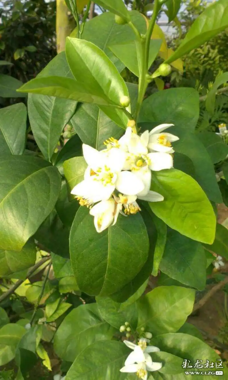 水果花系列之六十一蛋黄果花