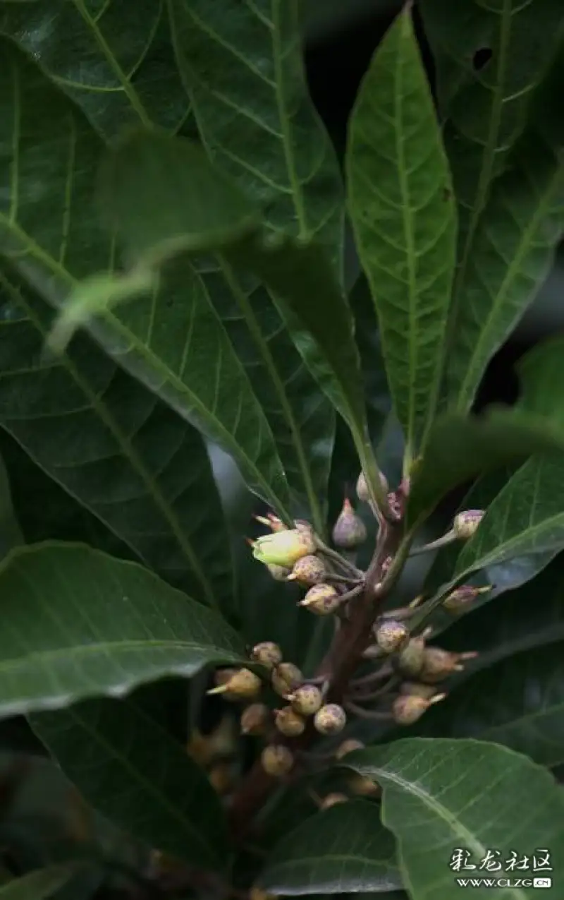 水果花系列之六十一蛋黄果花
