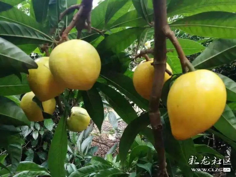 水果花系列之六十一蛋黄果花