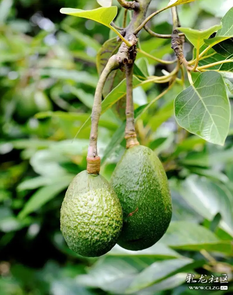 水果花系列之六十二牛油果花