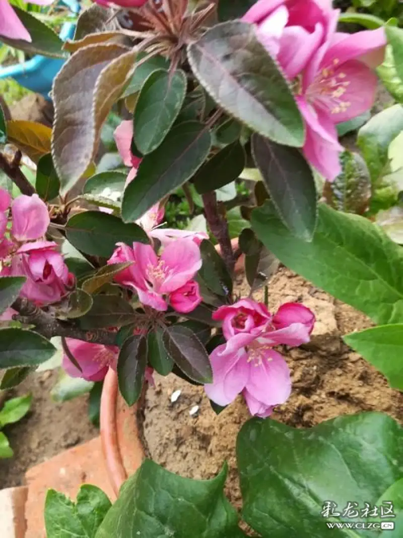 水果花系列之六十三贵人果花