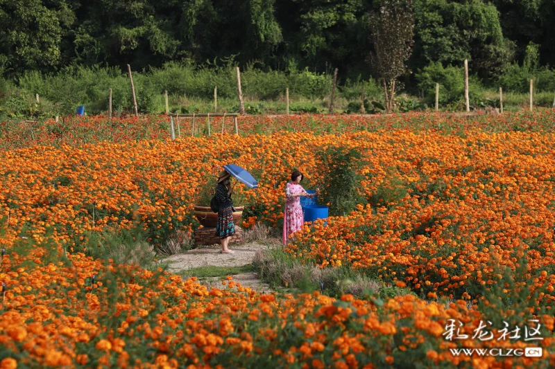 后甸花海换新颜