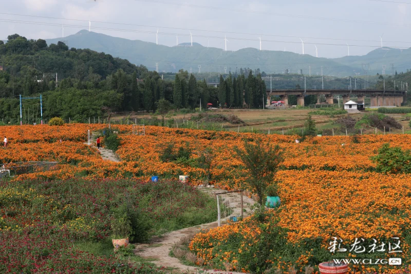 后甸花海换新颜