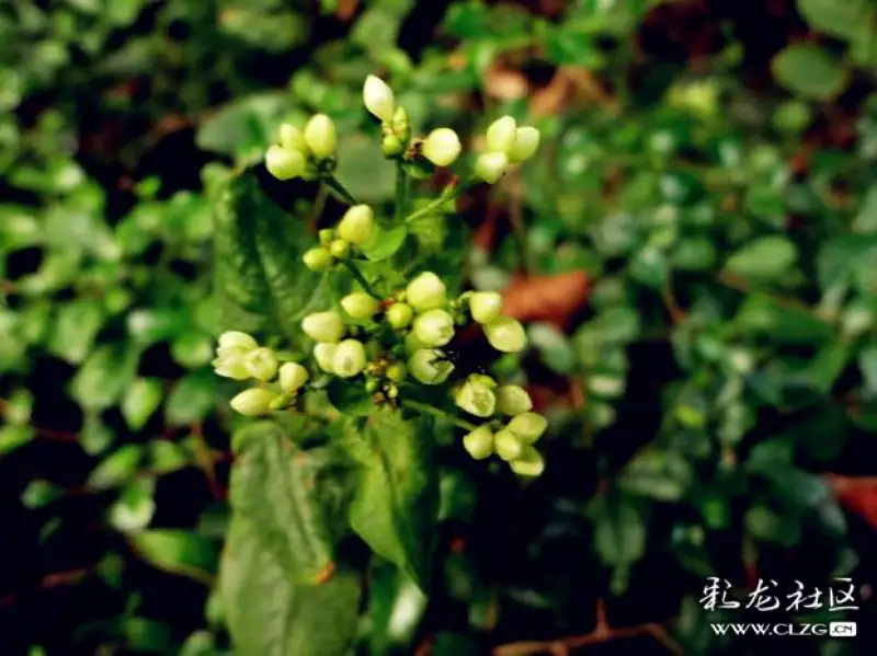 水果花系列之六十七烏飯子果花一一怪怪的名字