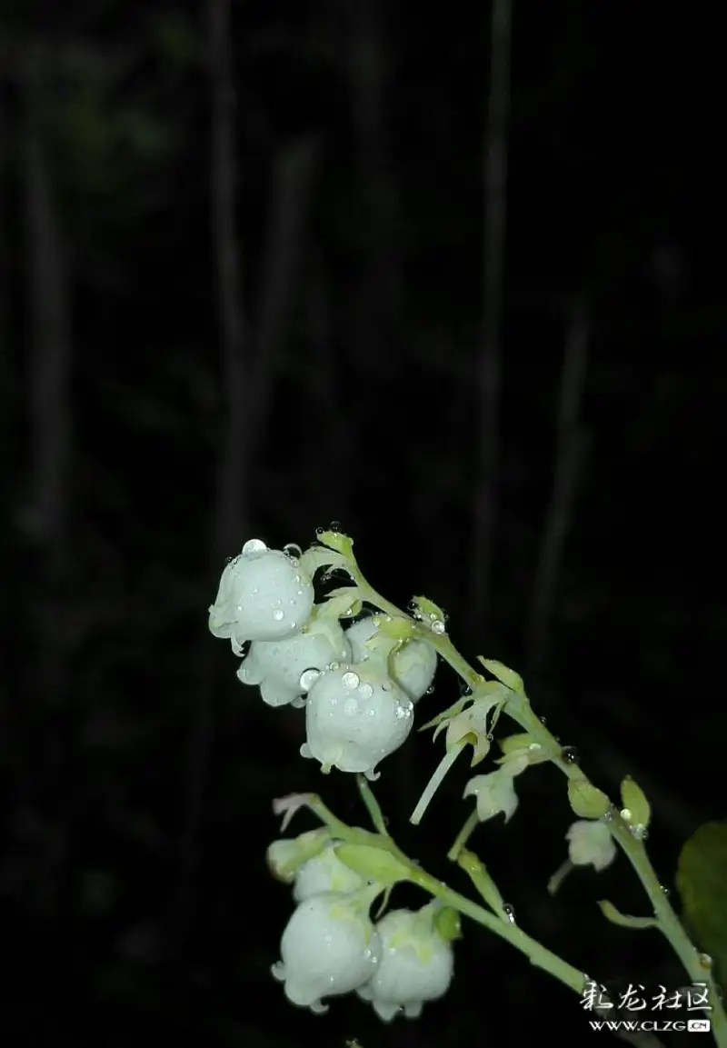 水果花系列之六十七乌饭子果花一一怪怪的名字