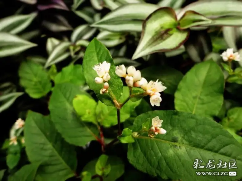 水果花系列之六十七烏飯子果花一一怪怪的名字