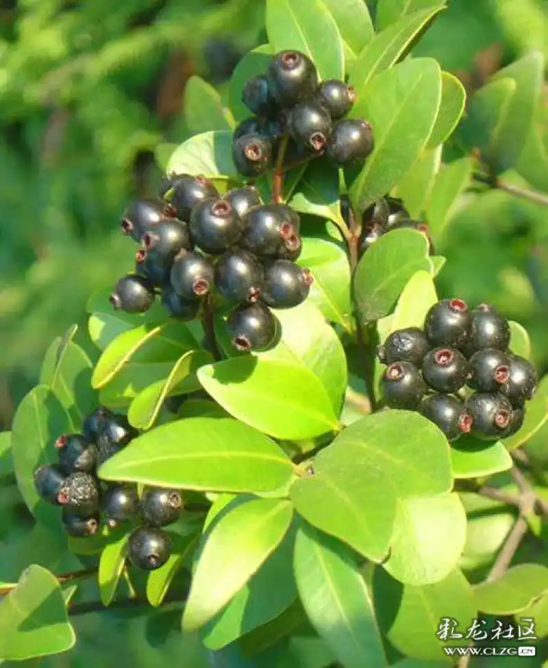 水果花系列之六十七乌饭子果花一一怪怪的名字