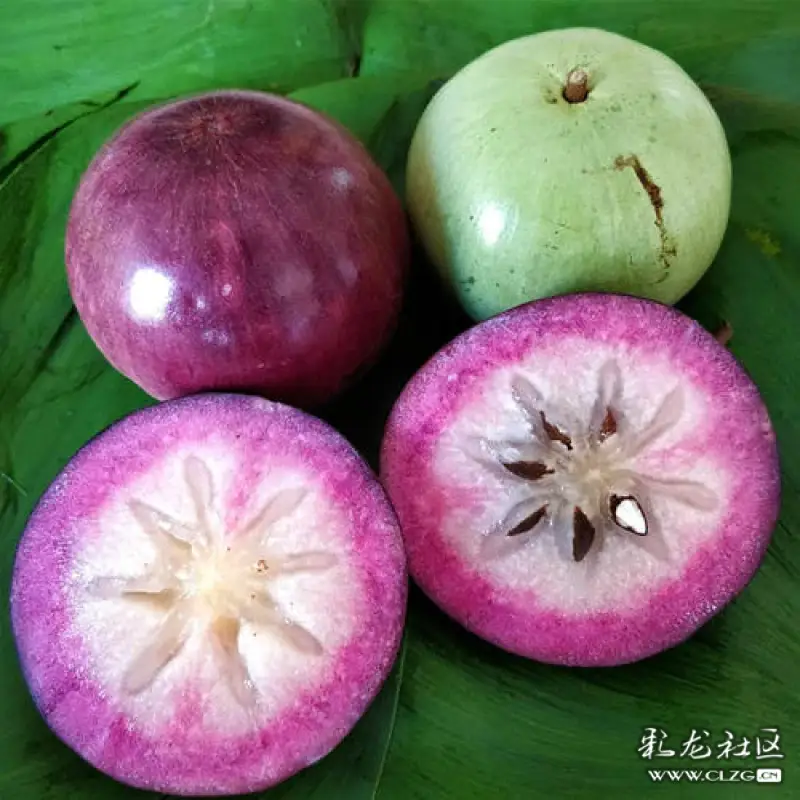 水果花系列之(六十八)牛奶果一一此水果不开花便结果,属无花果类.