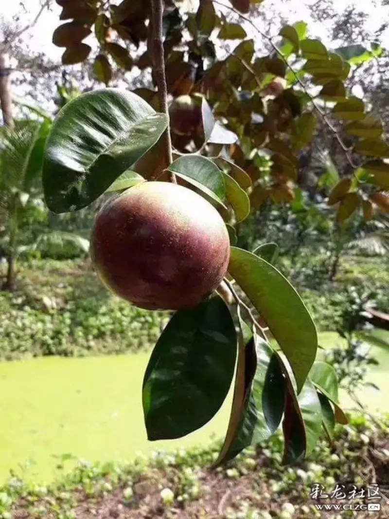 水果花系列之(六十八)牛奶果一一此水果不开花便结果,属无花果类.