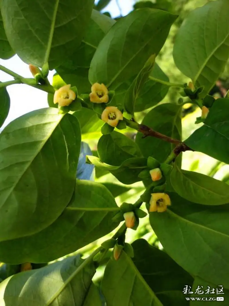 水果花系列之七十君迁子花