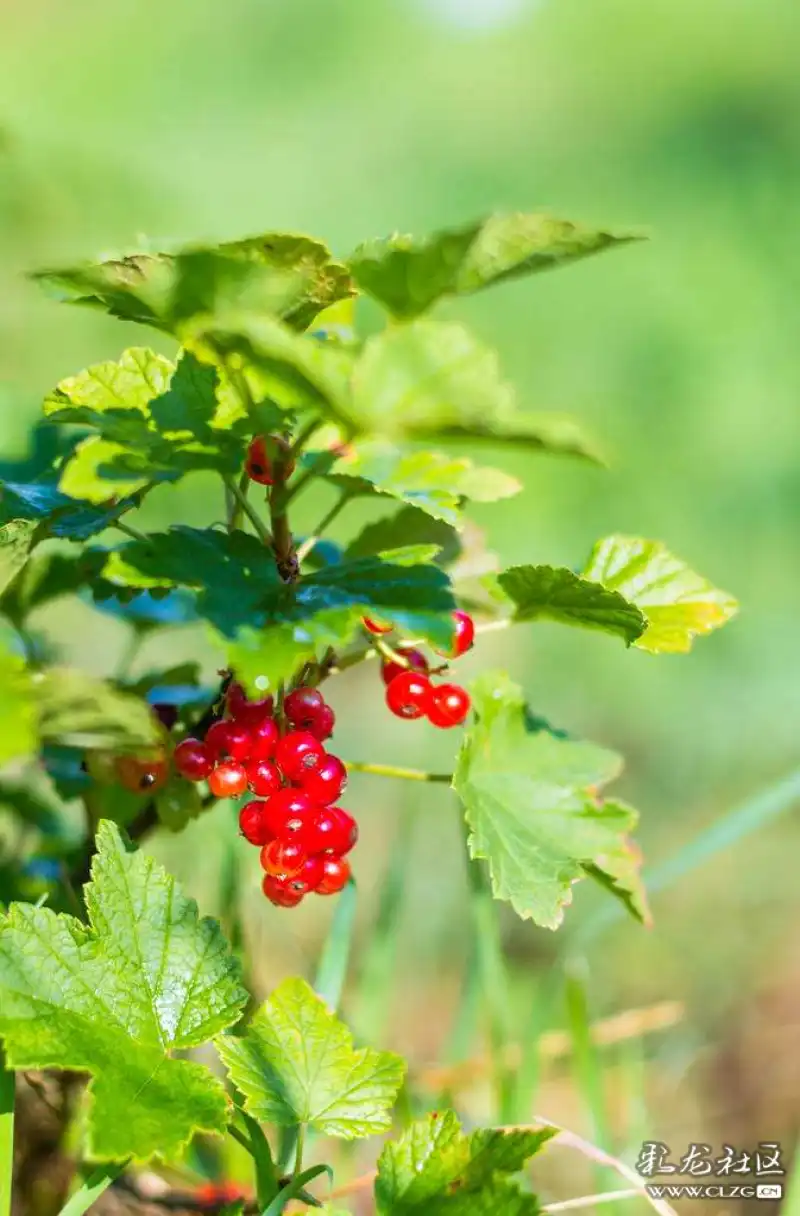 水果花系列之七十三红醋栗花