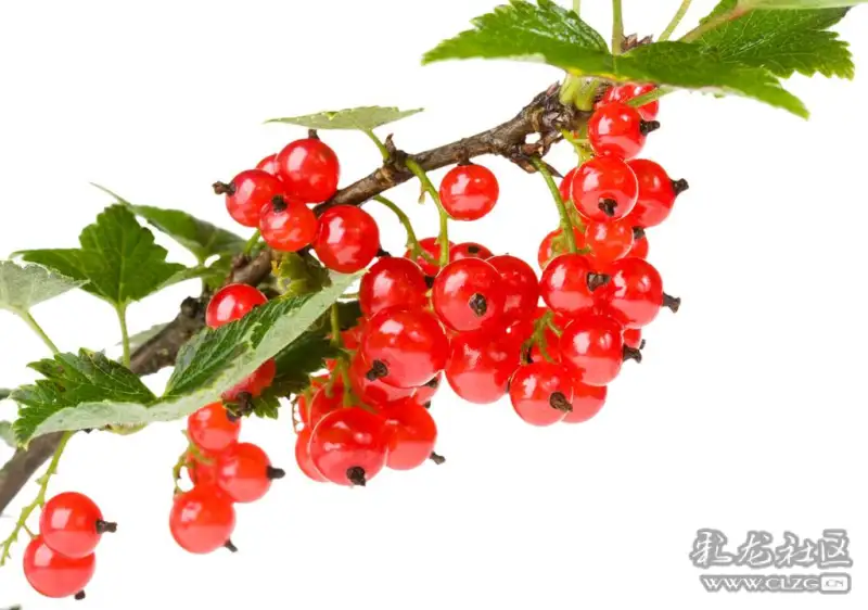 红醋栗的果实还含有人体所需要的18种氨基酸,每100克鲜果中含有维生素