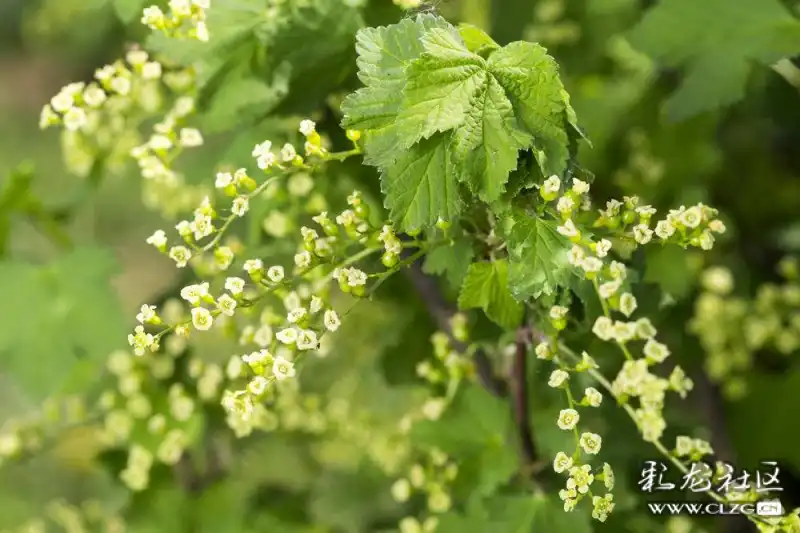 水果花系列之七十四黑醋栗花