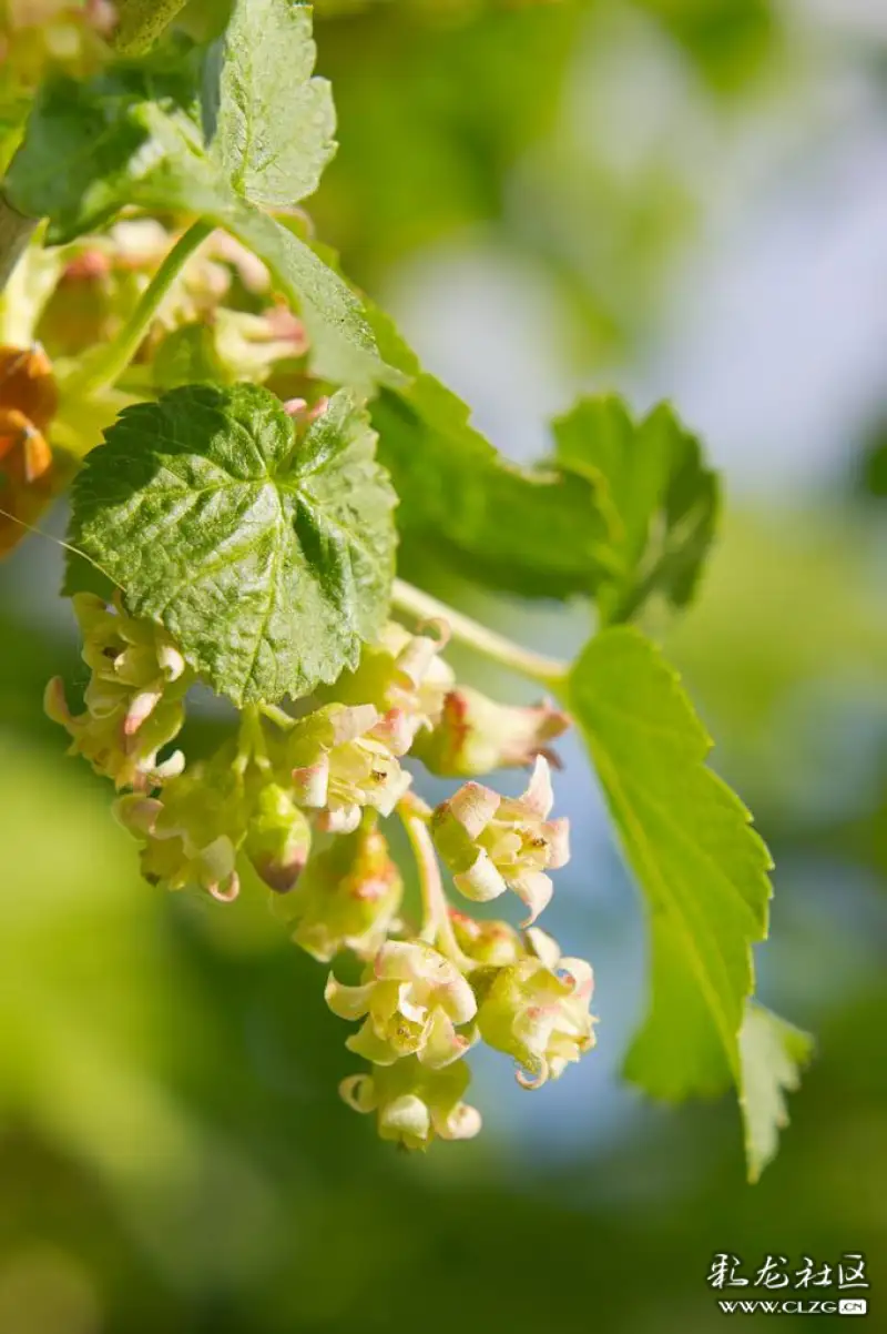 水果花系列之七十四黑醋栗花