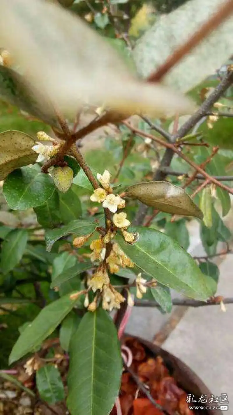 水果花系列之七十八羊奶果花