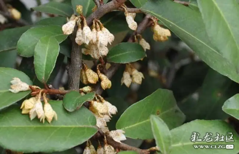 水果花系列之七十八羊奶果花