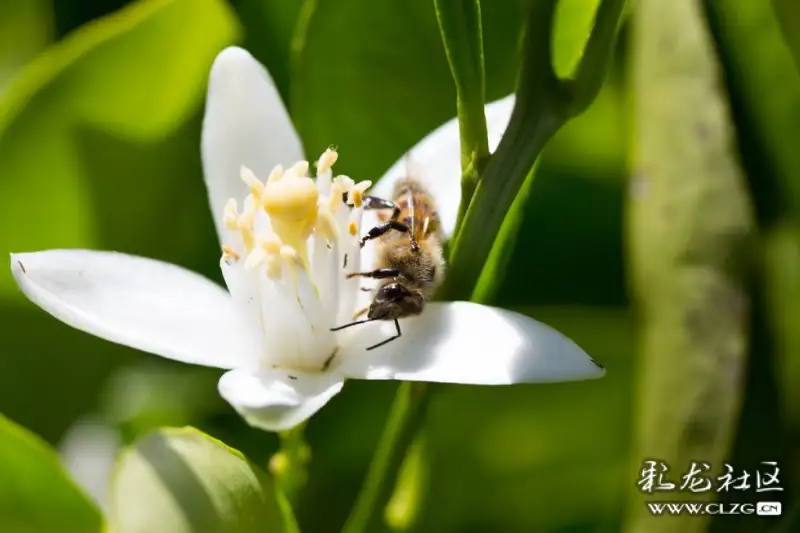 水果花系列之八十五青柠花