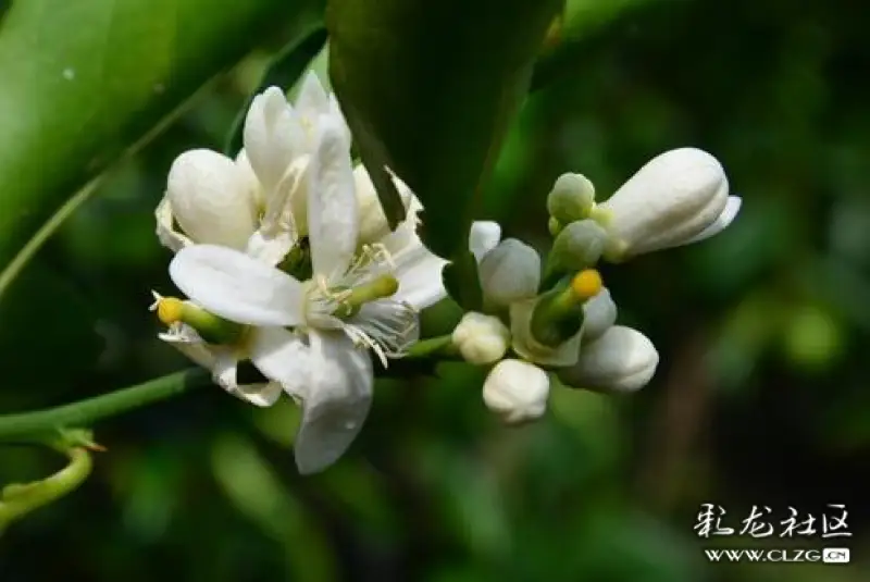 水果花系列之八十五青柠花