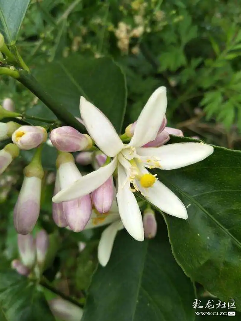 水果花系列之八十五青柠花