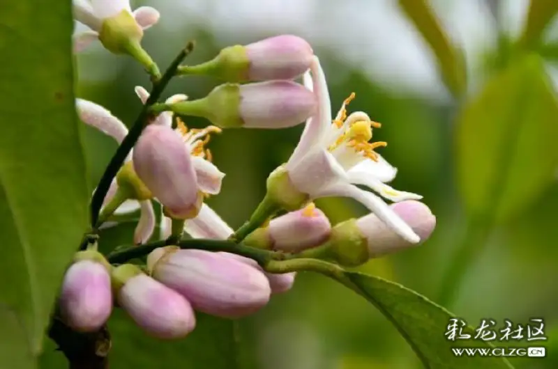 水果花系列之八十五青柠花