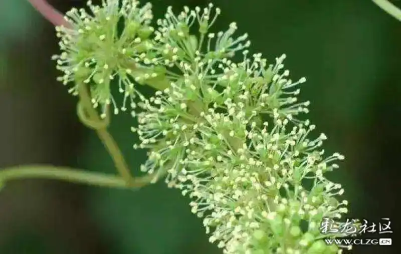 水果花系列之九十刺葡萄花一一这种葡萄藤上长满刺故称刺葡萄