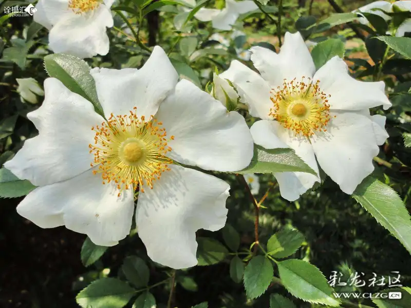 水果花系列之九十二金樱子花