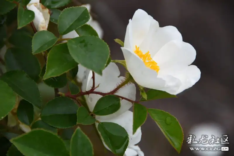 水果花系列之九十二金樱子花