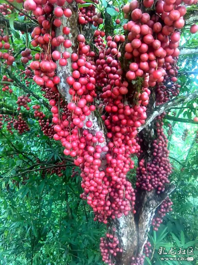 水果花系列之九十三木奶果花一一又名三丫果