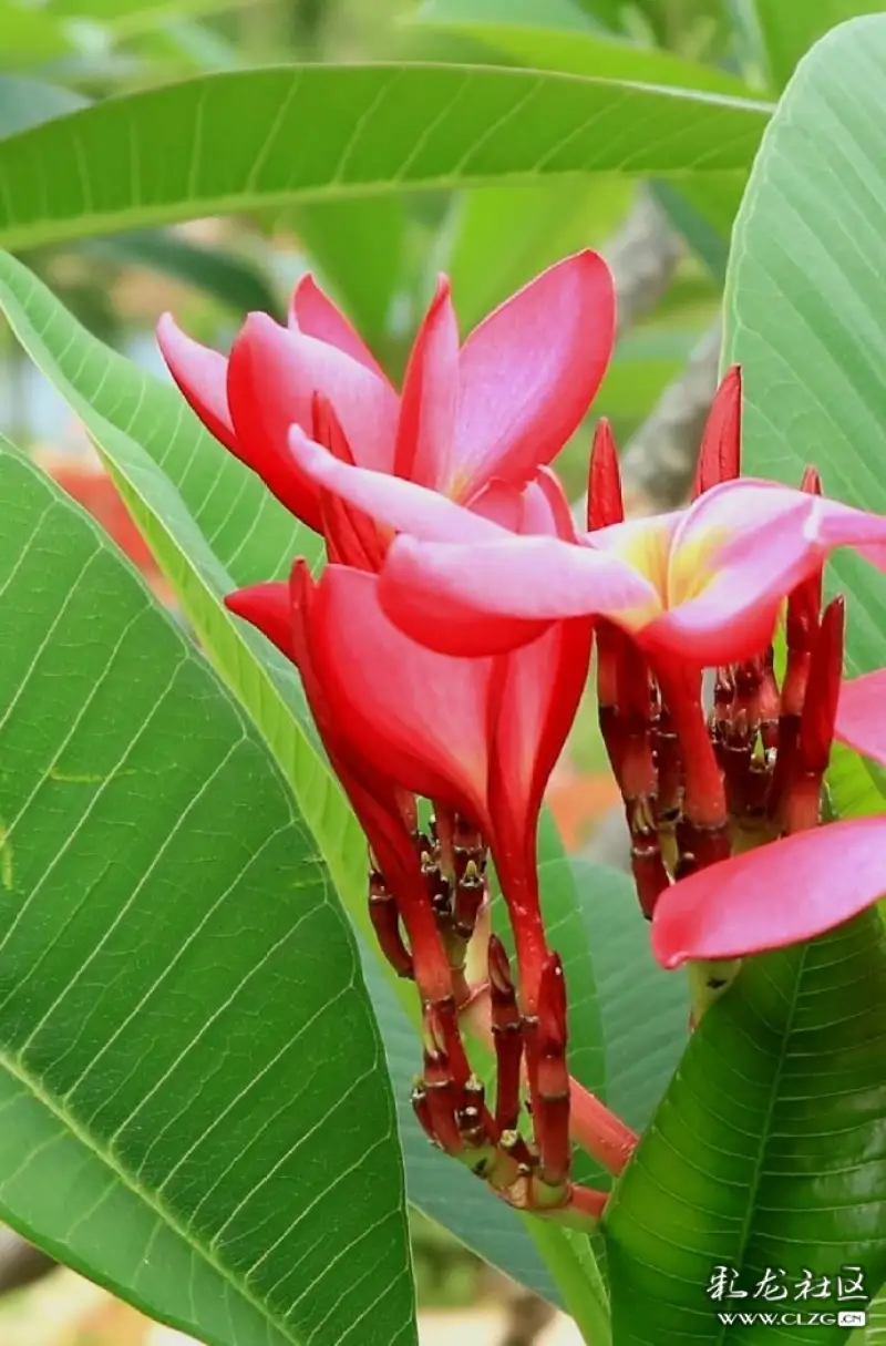 水果花系列之九十三木奶果花一一又名三丫果