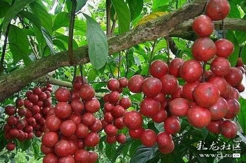 水果花系列之九十三木奶果花一一又名三丫果