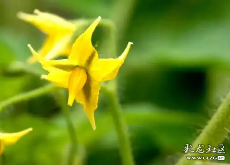 水果花系列之九十五圣女果花