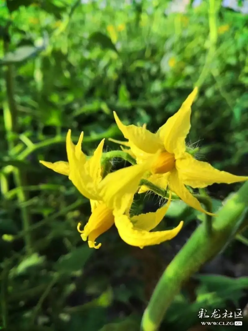 水果花系列之九十五圣女果花