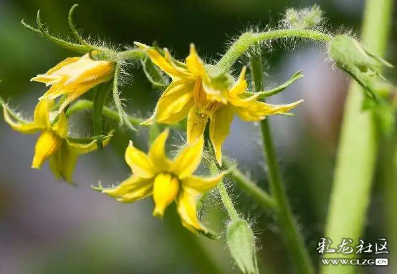 水果花系列之九十五圣女果花