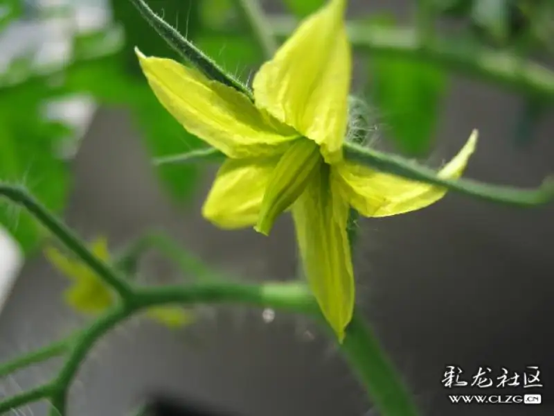 水果花系列之九十五圣女果花