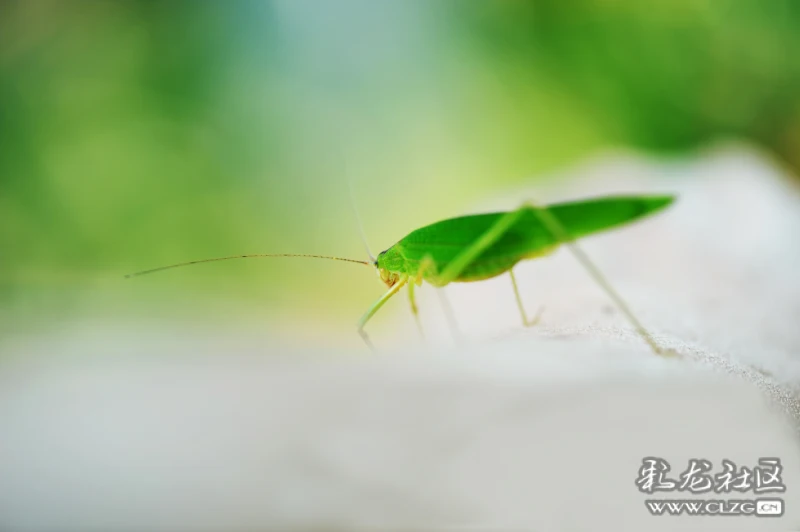 虫命关天一小飞虫宝宝