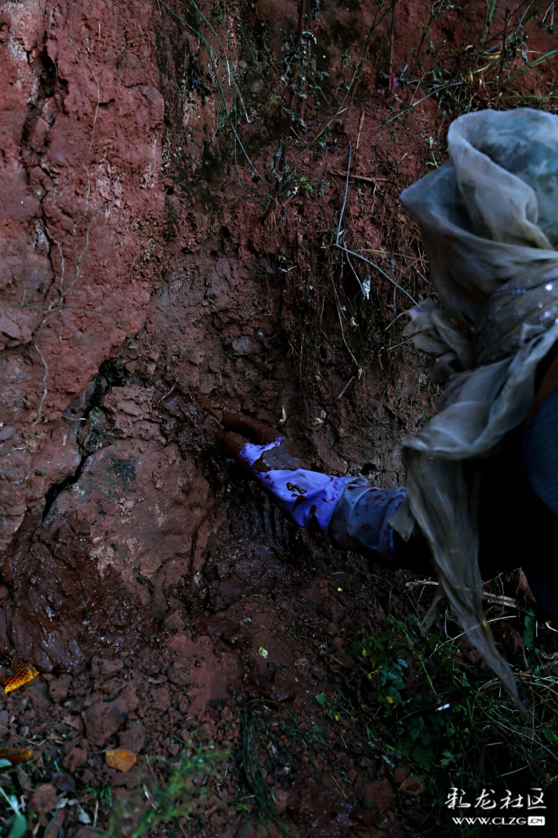 蜜蜂几月份会走 clzg_content&clzg_scale=1728,2592