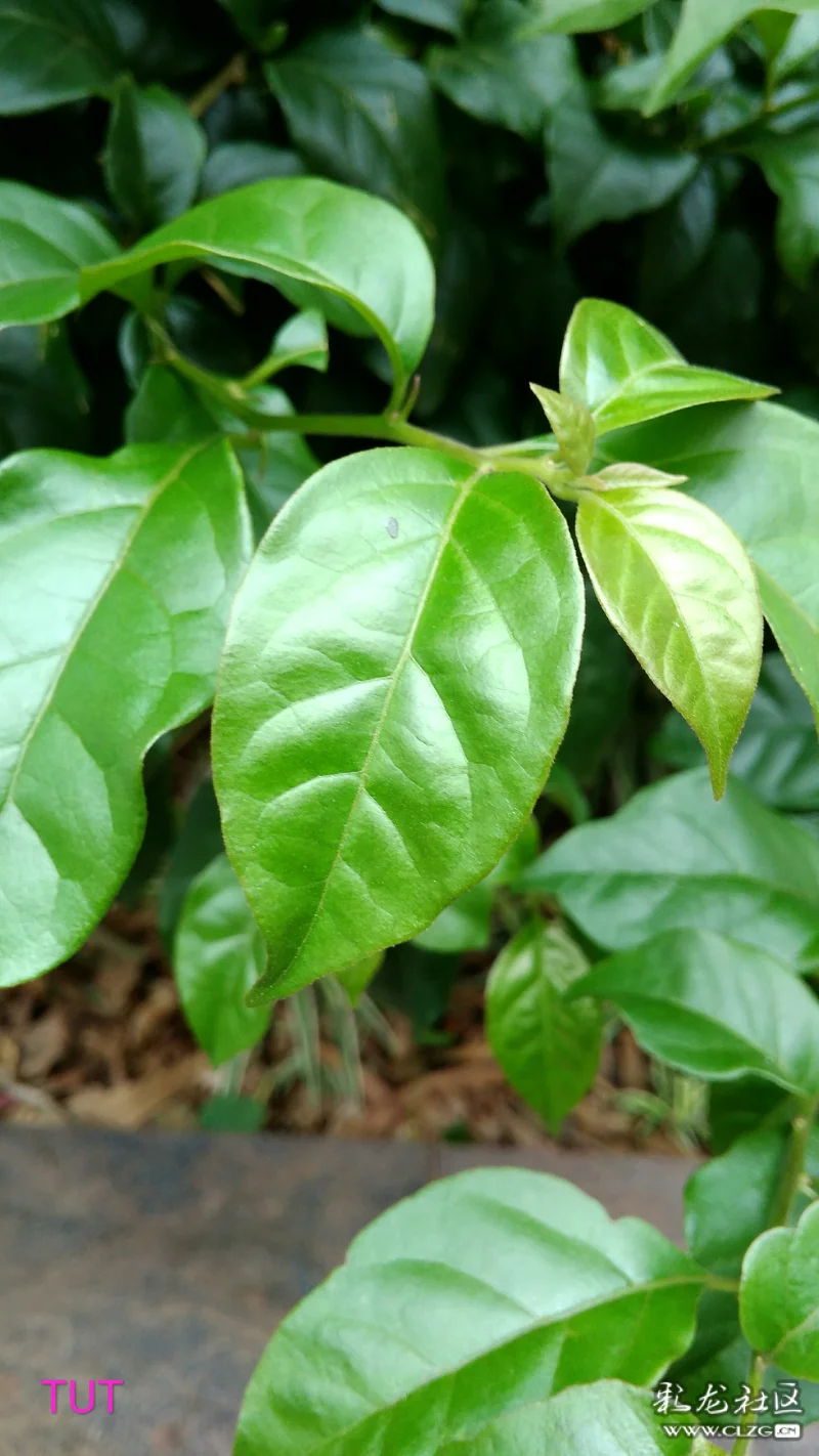 秋天里一株叶子花