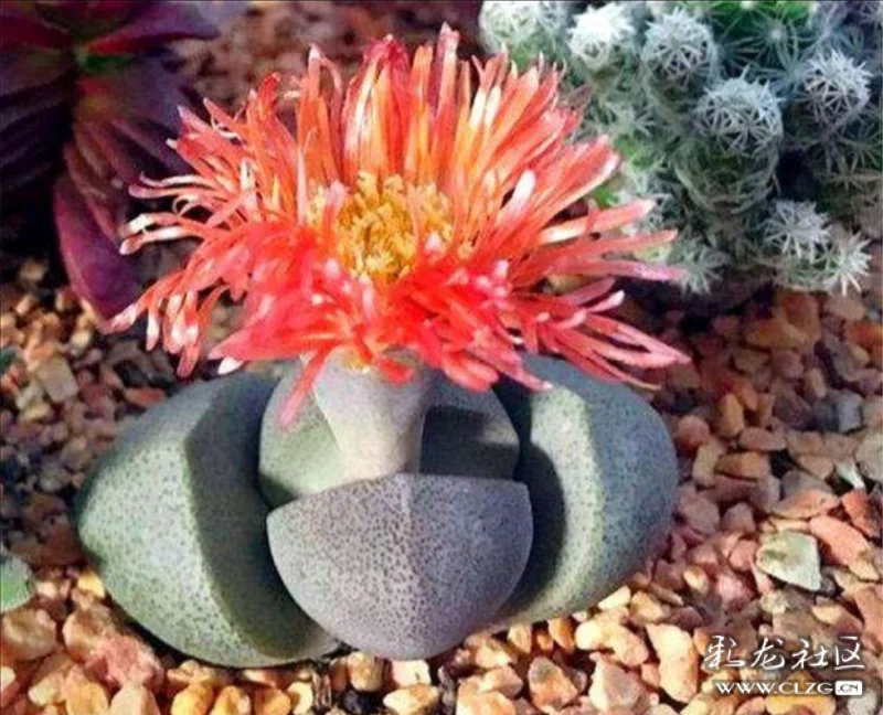 看完这些图片,我不由得感叹道:"帝玉多肉没开花时