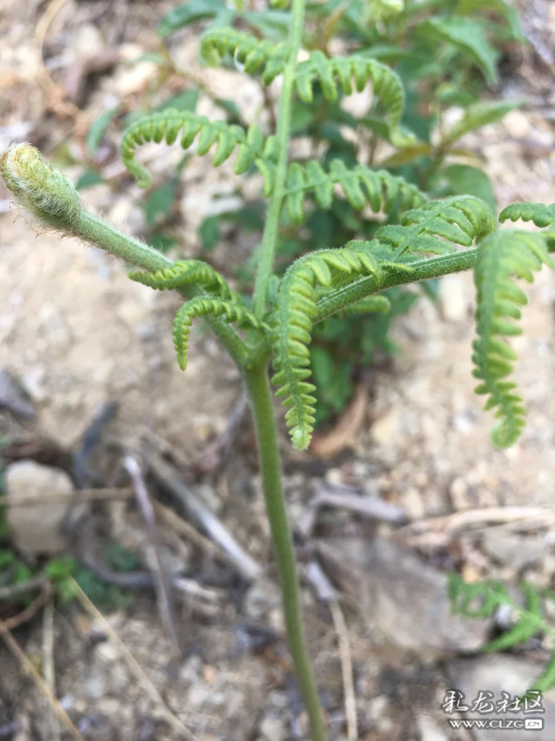 蕨菜,我们那儿又叫龙爪菜.