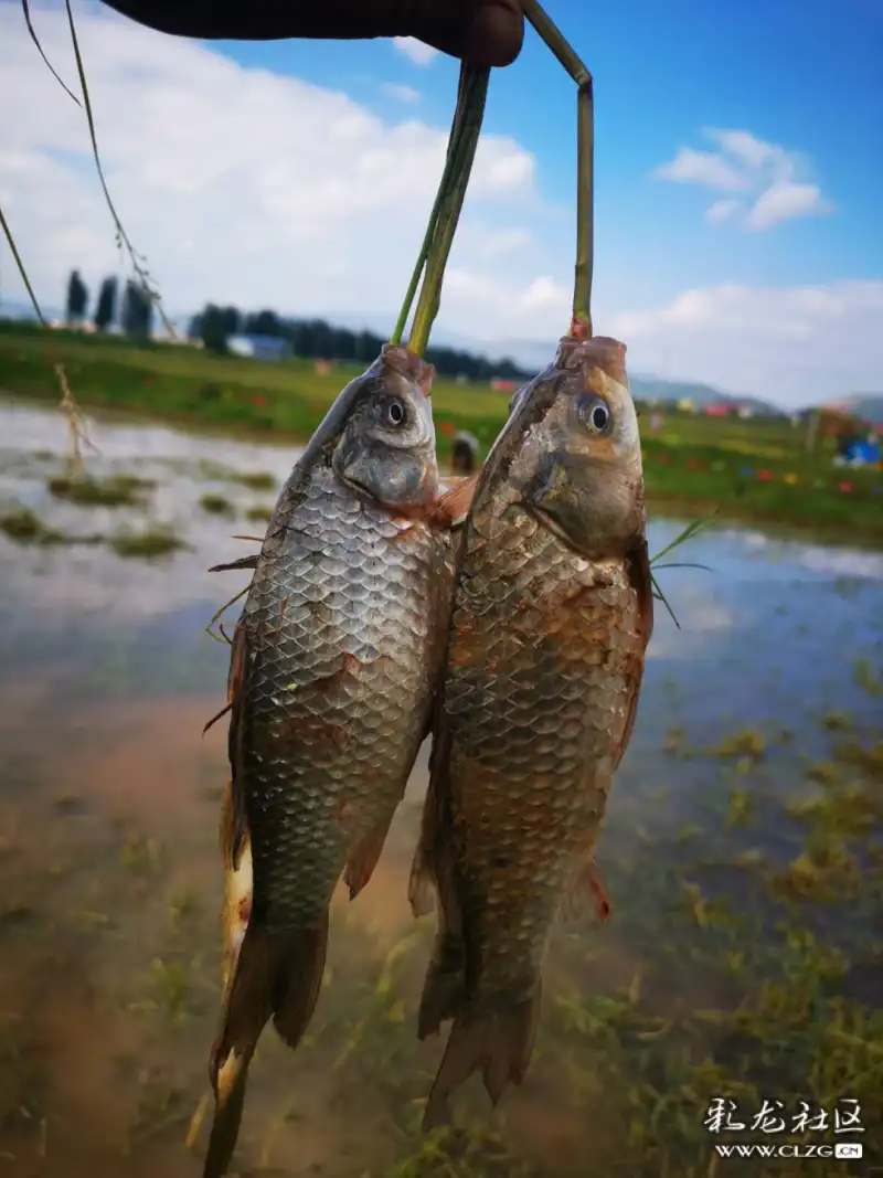 國慶去摸魚