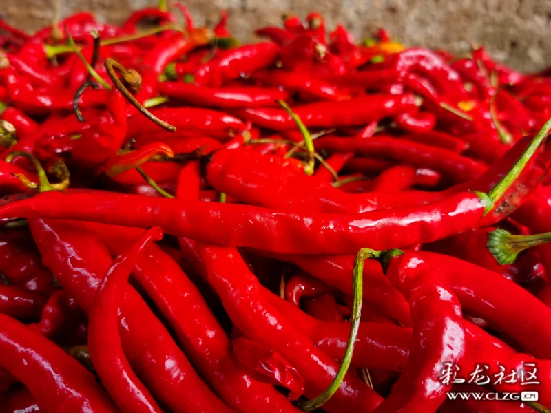 炒动香辣生活共享美好味来夕阳红辣椒丰收啦