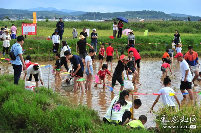10.3寻甸渔乐谷稻田摸鱼记(2)-彩龙社区