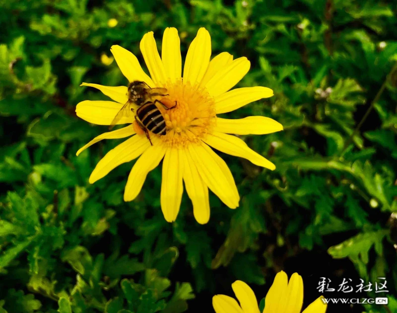 小蜜蜂採花釀蜜