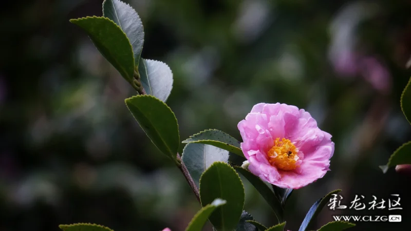 昆明金殿茶花开了
