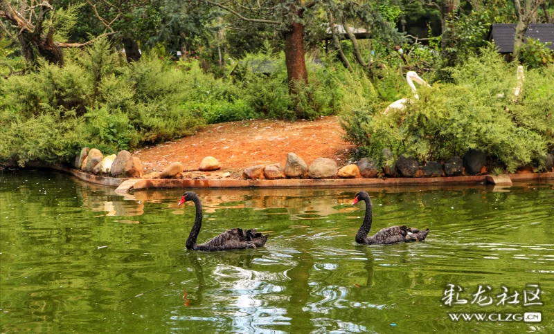 野生动物园天鹅湖掠影