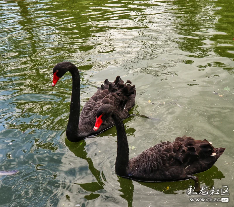 野生动物园天鹅湖掠影