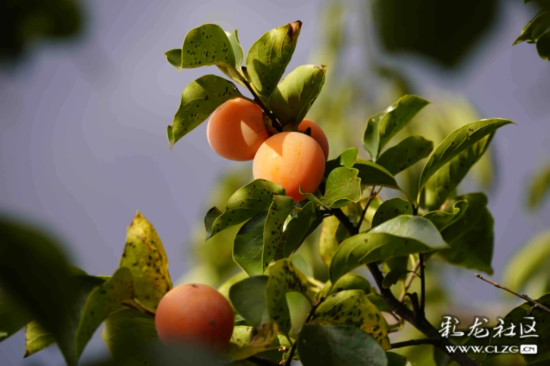 柿柿如意柿柿红图片 clzg_content&clzg_scale=6000,4000