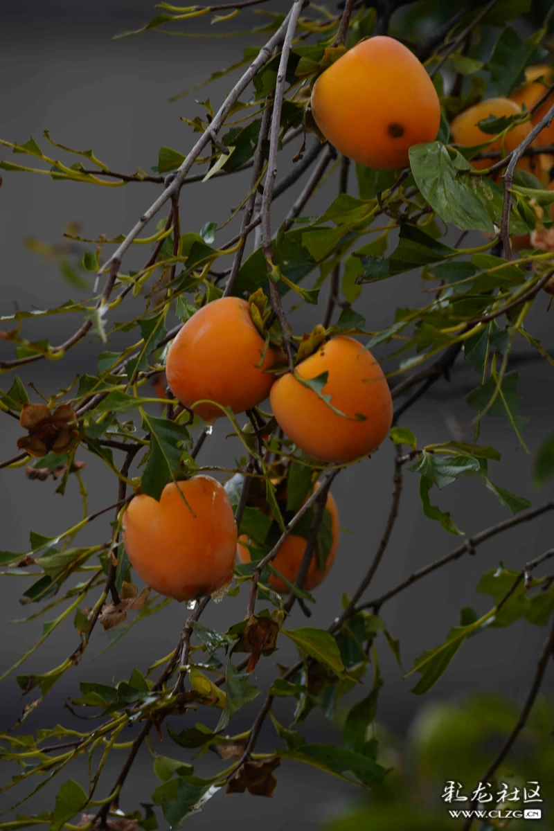 柿柿如意柿柿红 clzg_content&clzg_scale=6000,4000